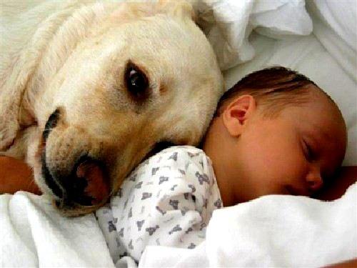 family dog
