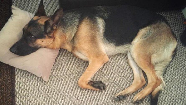 Missing Dog