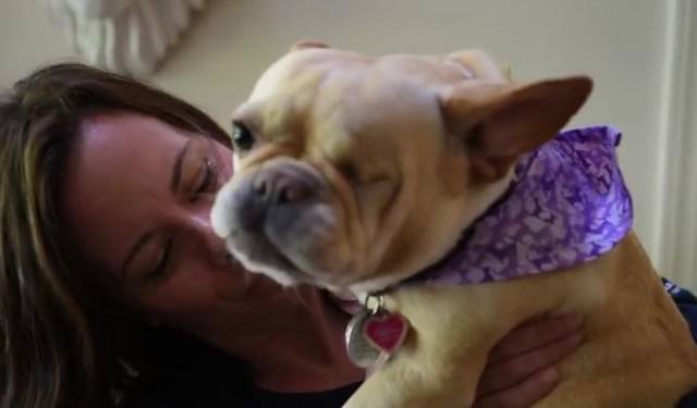 frenchie