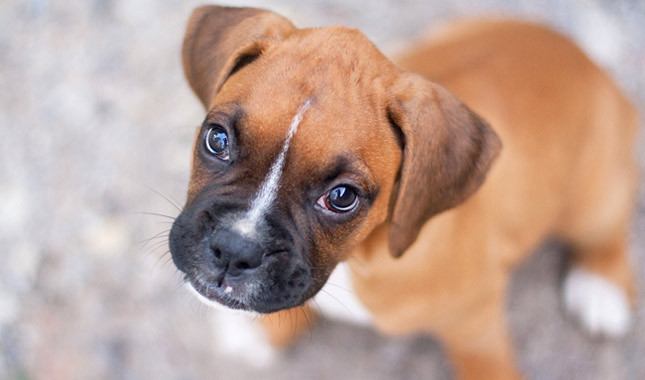 Boxer