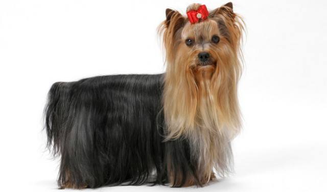 Pictures Of Different Kinds Of Dog Breeds Pictures Of Different Kinds Of Dog Breeds