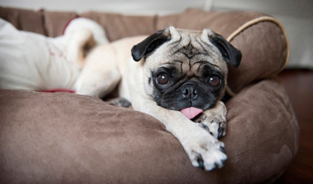 pug weight calculator the 20 most loyal breeds pug weight calculator the 20 most loyal breeds