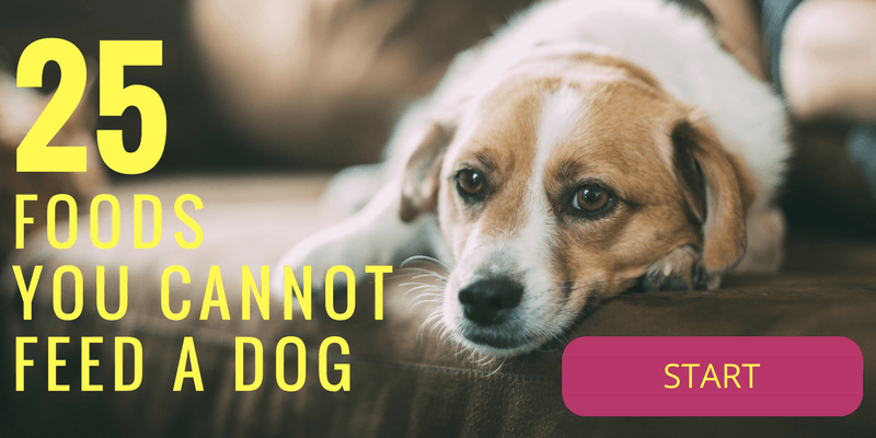 Foods You Cannot Feed Dogs