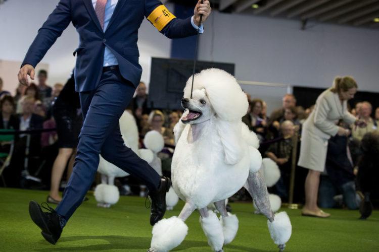 poodle dog