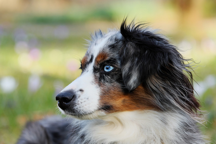 Australian Shepherd dog