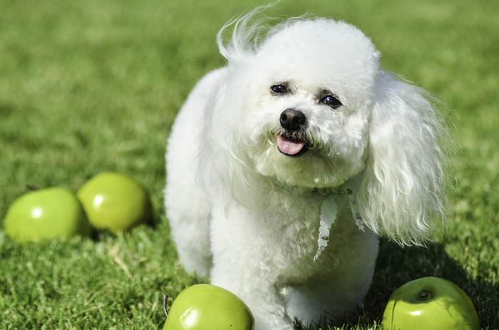 Bichon Frise dog