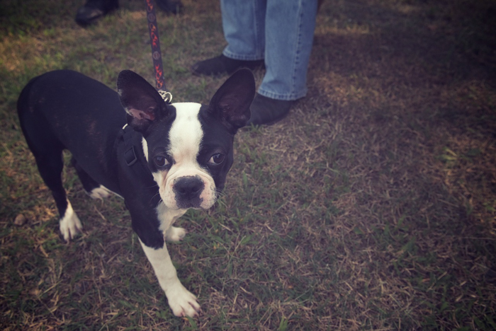 boston terrier dog