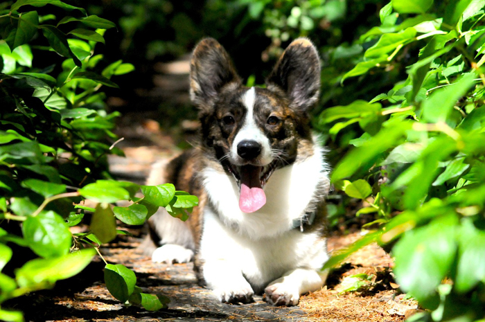 Cardigan welsh corgi dog