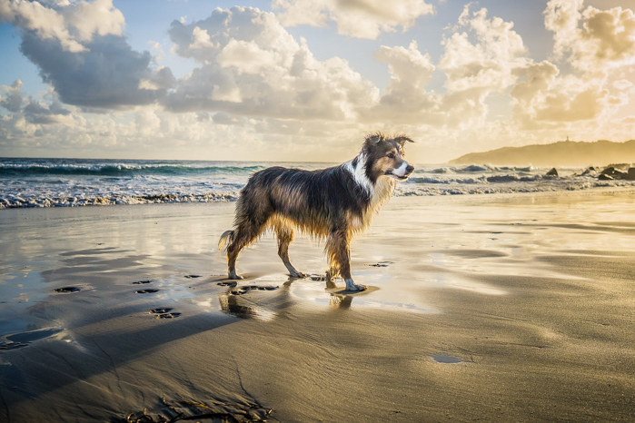 Collie dog