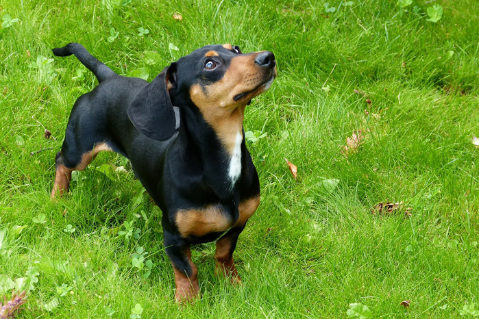 Dachshund, weiner dog