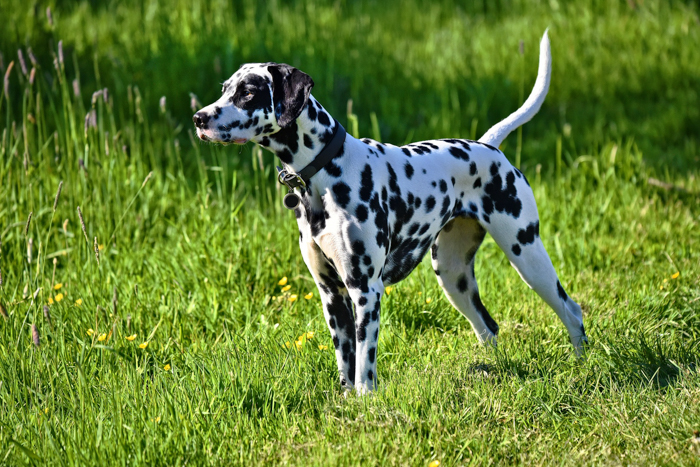 dalmation