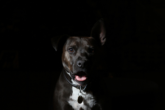 dog in the dark