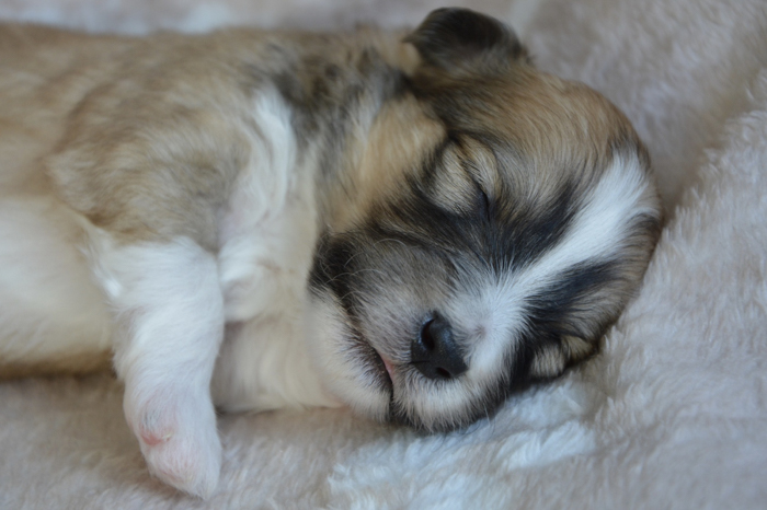 dog dreaming