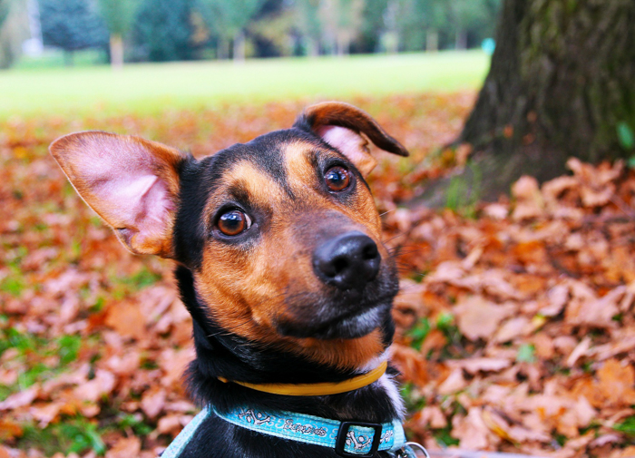 dog listening