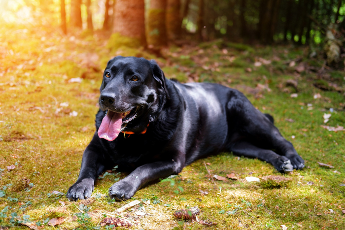 dog panting