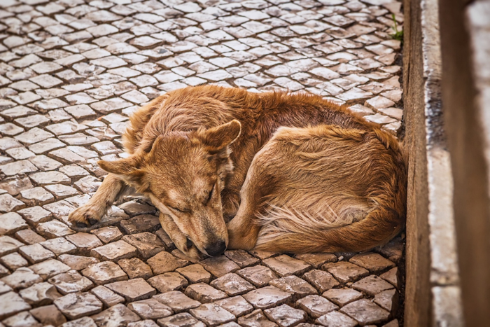 dog sleeping