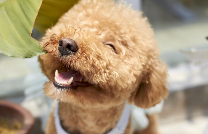 happy dog smile