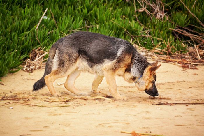 dog sniffing