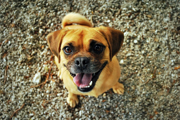 happy dog