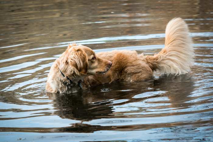 dog tail