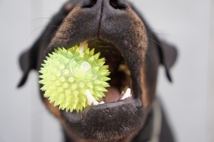 dog teeth