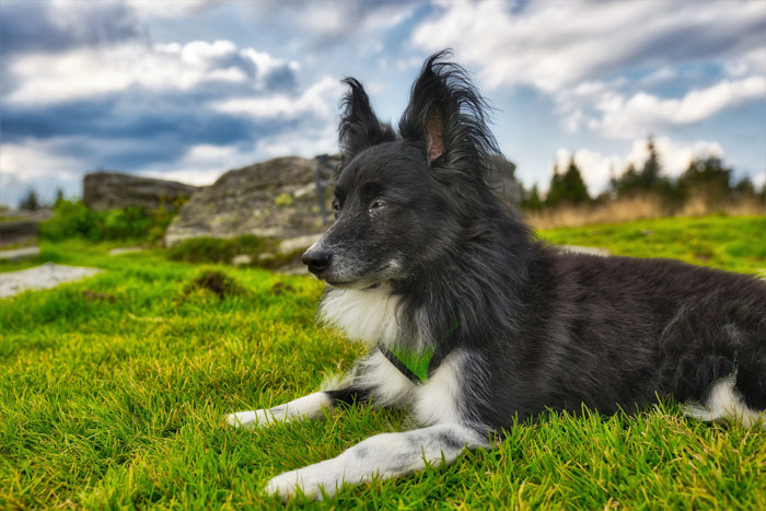 dog clouds
