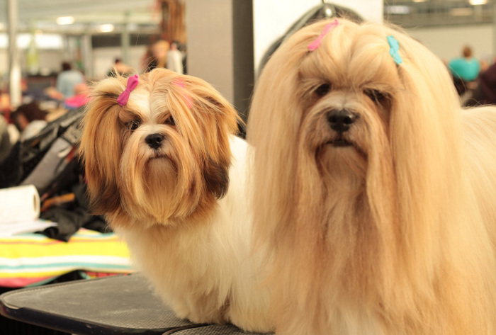 Lhasa Apso dog