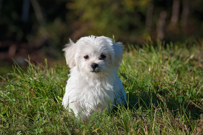 maltese dog