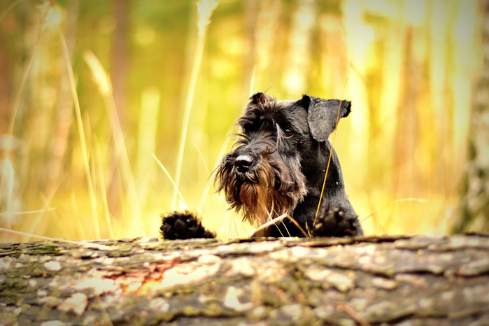 miniature schnauzer dog