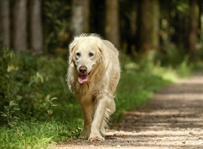 old dog