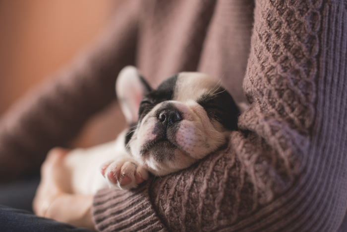 sleepy puppy