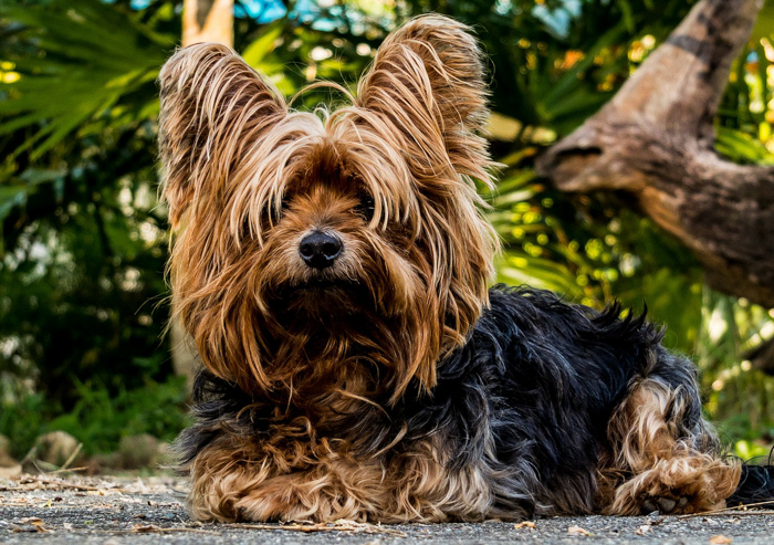 yorkshire terrier dog